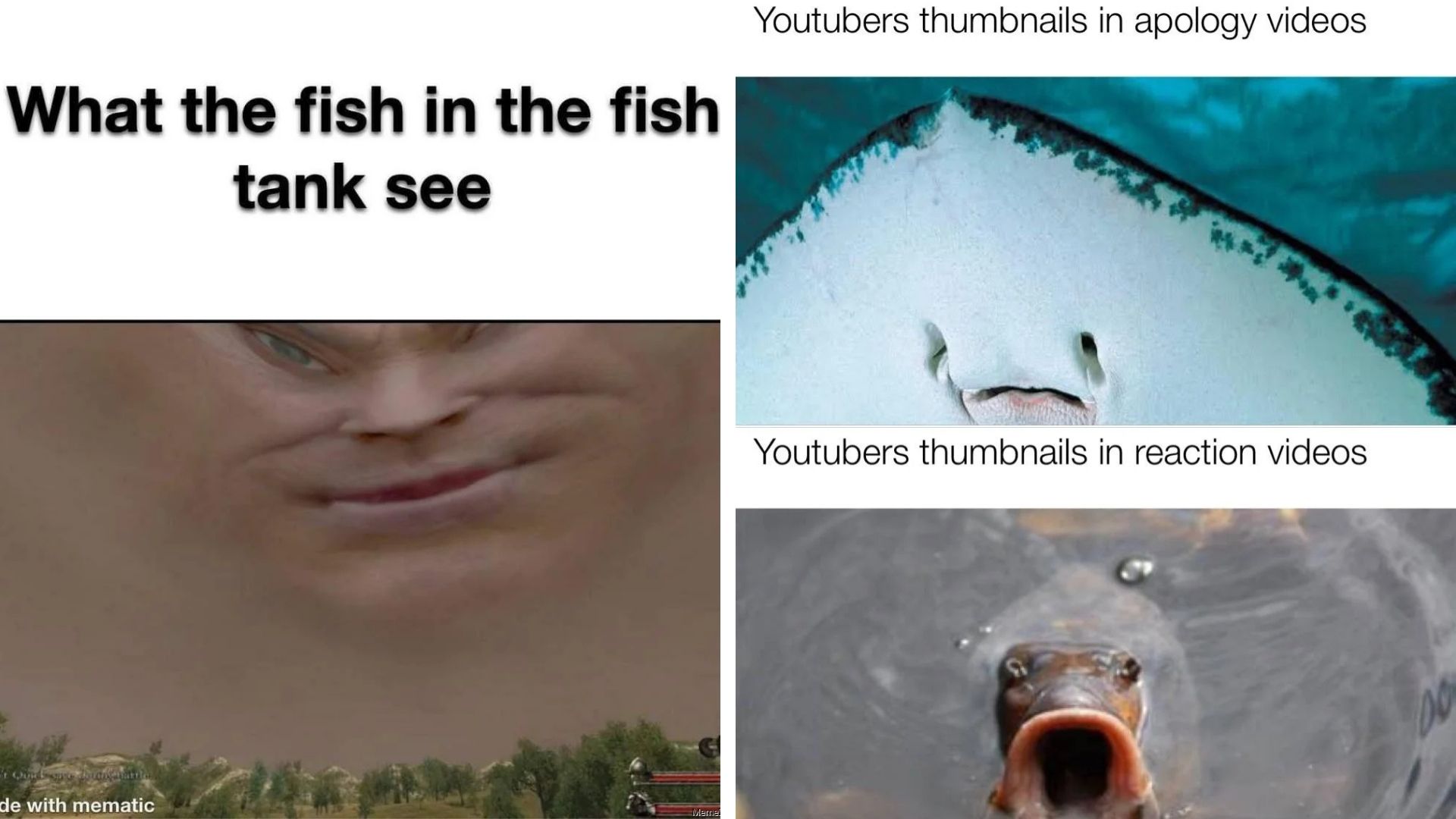 30 Funny Fish Memes Swimming Around The Web – Garlic Soda